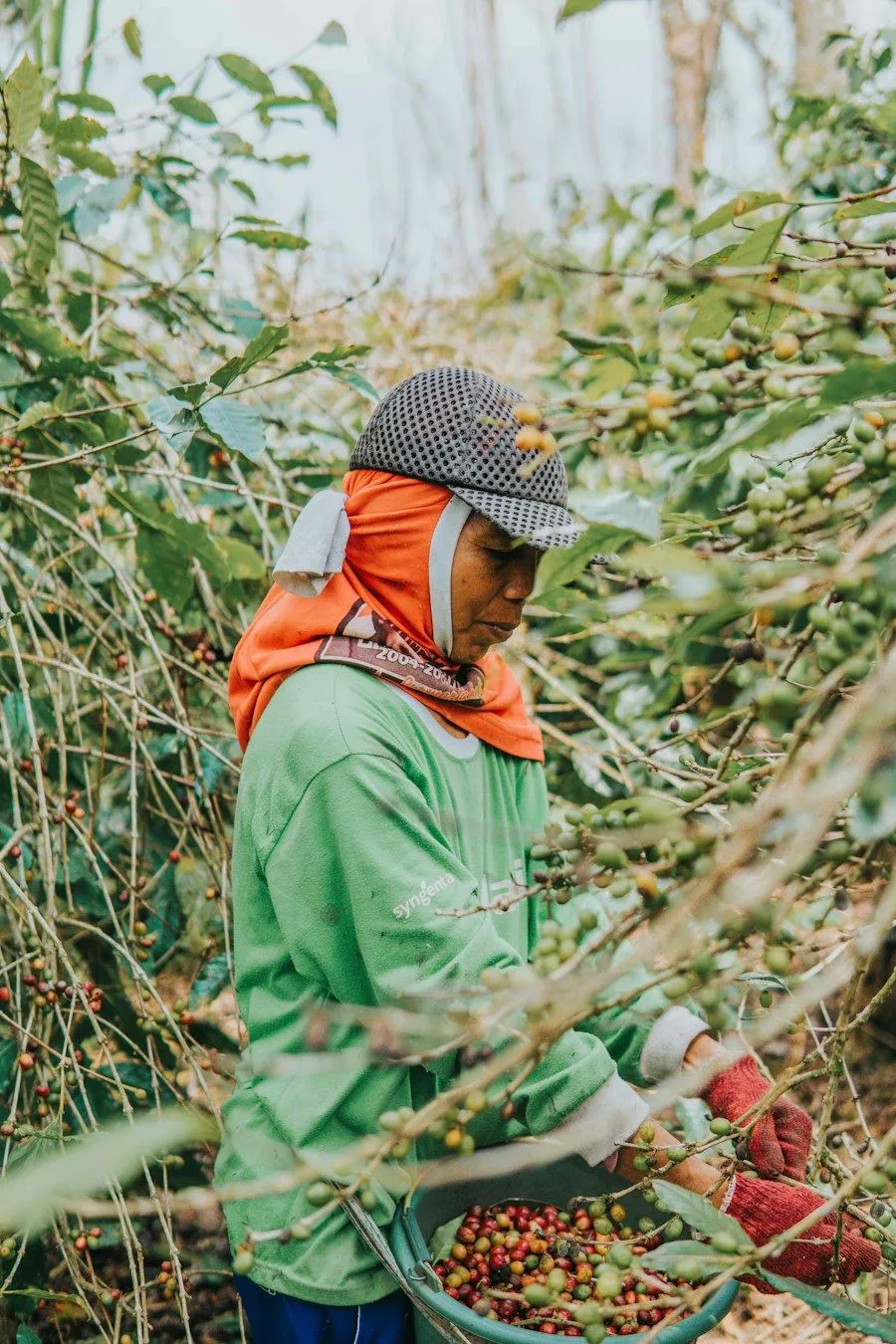 A coffee farmer in Bali picking ripe coffee cherries