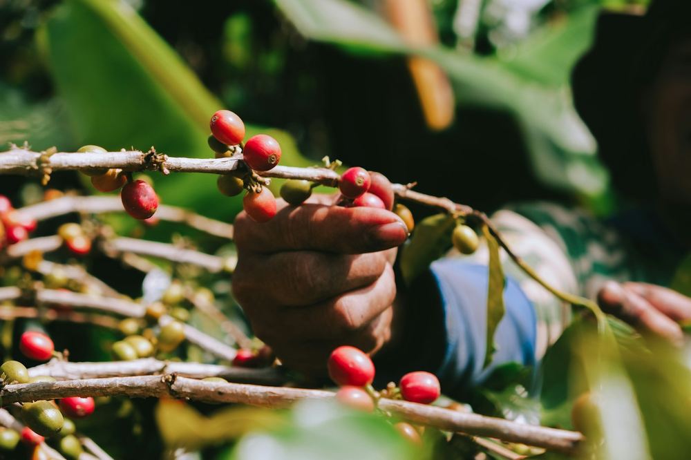 Tangan petani memetik buah kopi merah yang matang