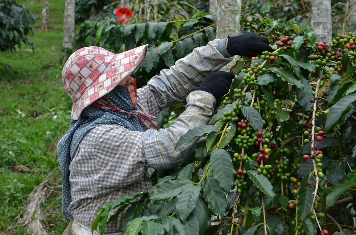 Petani kecil memanen buah kopi dari pohonnya