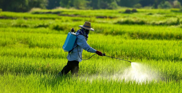 PasarMIKRO - Petani Menyemprotkan Pestisida Alami pada Ladangnya