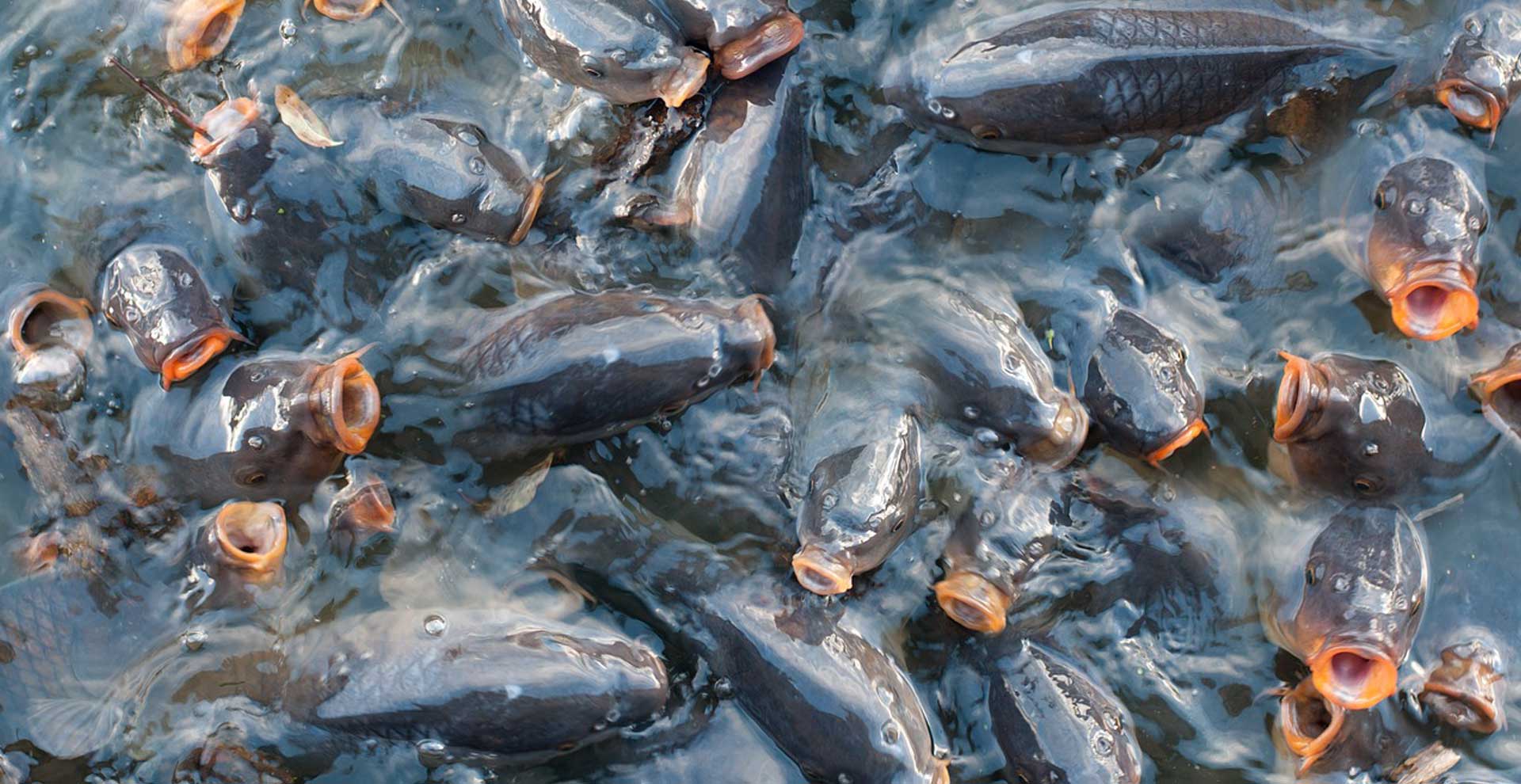 PasarMIKRO - Budidaya Ikan Mas