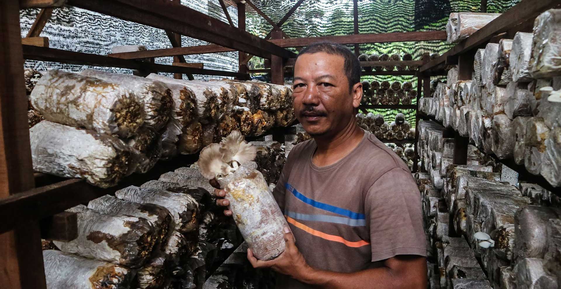 PasarMIKRO - Cara Budidaya Jamur Tiram