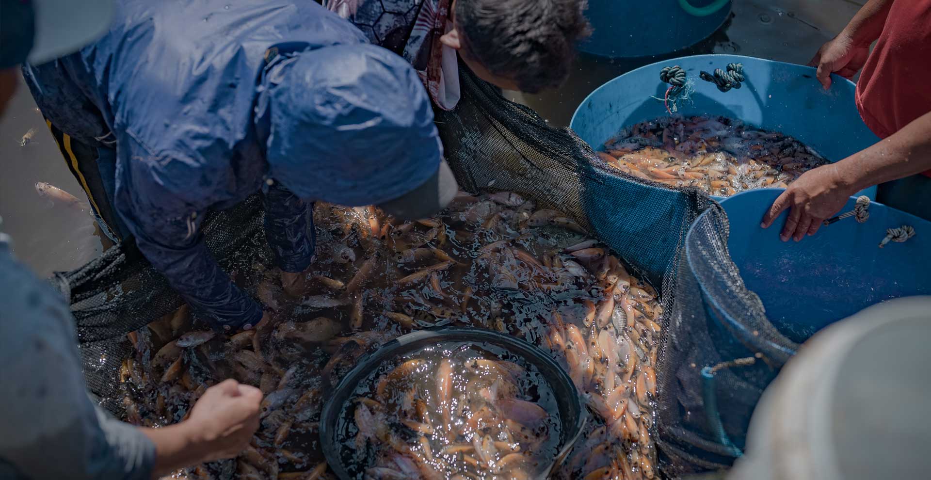 PasarMIKRO - Panek Ikan Sebagai Salah Satu Produk Penunjang PDB (Produk Domestik Bruto) Indonesia