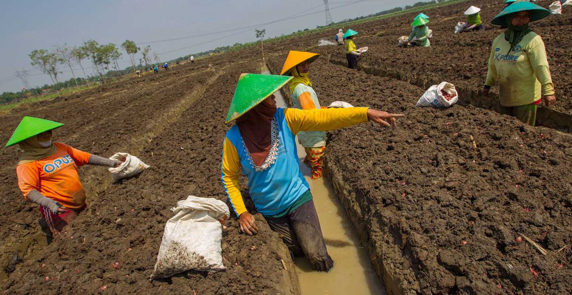 PasarMIKRO - Petani Pejuang Ekonomi Agrikultur