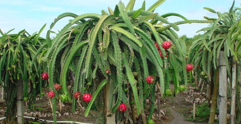 PasarMIKRO - Pohon Buah Naga