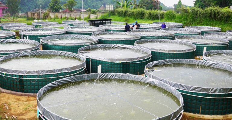 PasarMIKRO - Budidaya Ikan Nila dengan Teknologi Bioflok