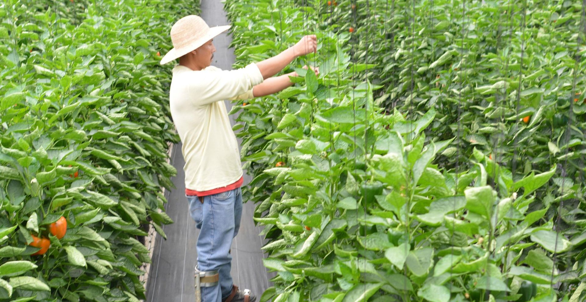 PasarMIKRO - Persediaan Perdagangan Agribisnis