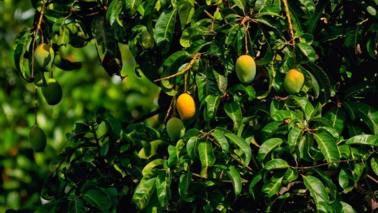 Pemasaran Buah Mangga